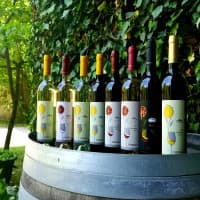 Cantina Foffani Azienda Vinicola, foto 4