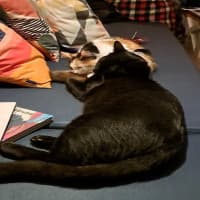 Romeow Cat Bistrot, foto 2