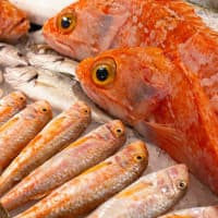 Pesce Baracca, foto 1