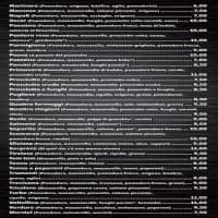 Pizzeria Pasnu, foto 4