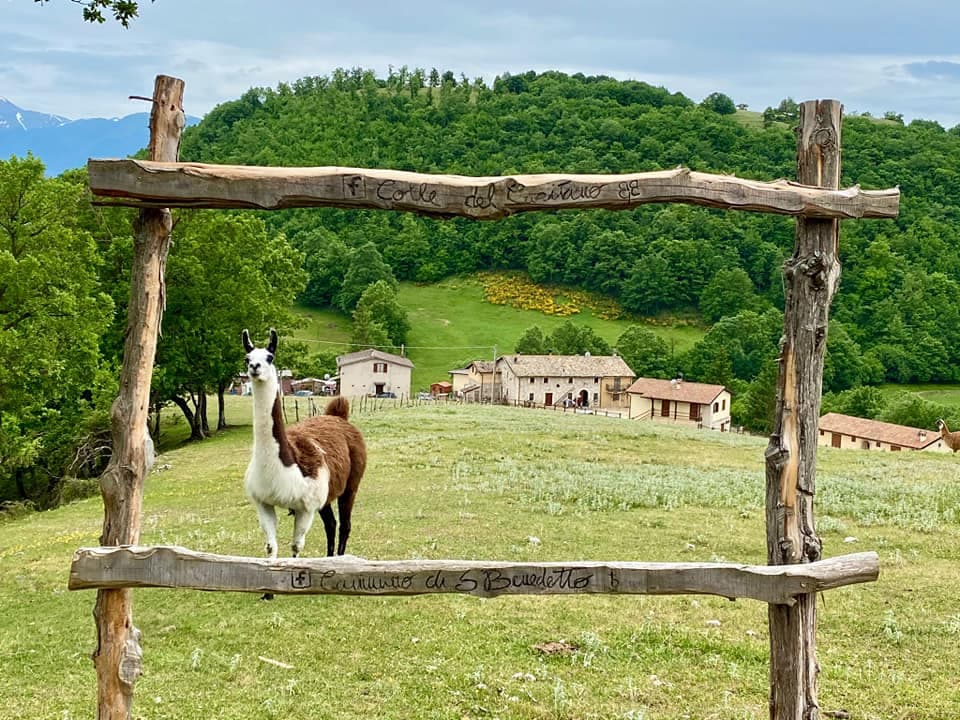 Immagine di copertina del ristorante Azienda Agrituristica Colle del Capitano