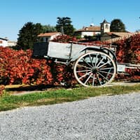 Gravanago di Goggi Paolo, foto 2