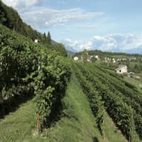 Azienda Agricola Pian delle Vette, foto 3