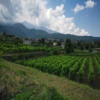 ORO d'Etna - Azienda Agricola Costa - L'apicoltura, foto 2