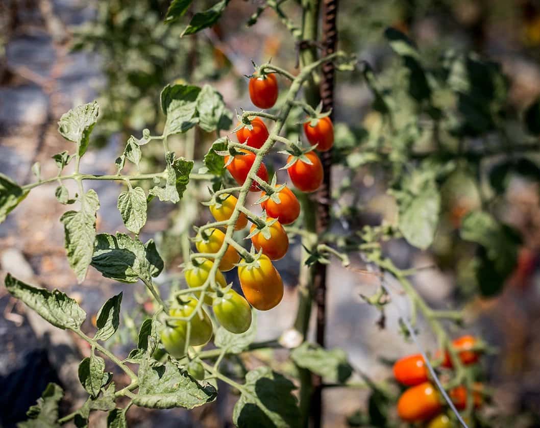Agriturismo La Graziosa - Ristorante a Ospedaletto